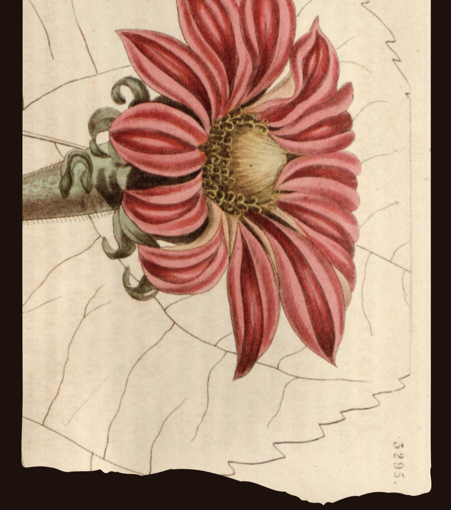 Helianthus Speciosus A faded illustration of a red or orange sunflower. In the corner, there is a series of numbers reading 3295.